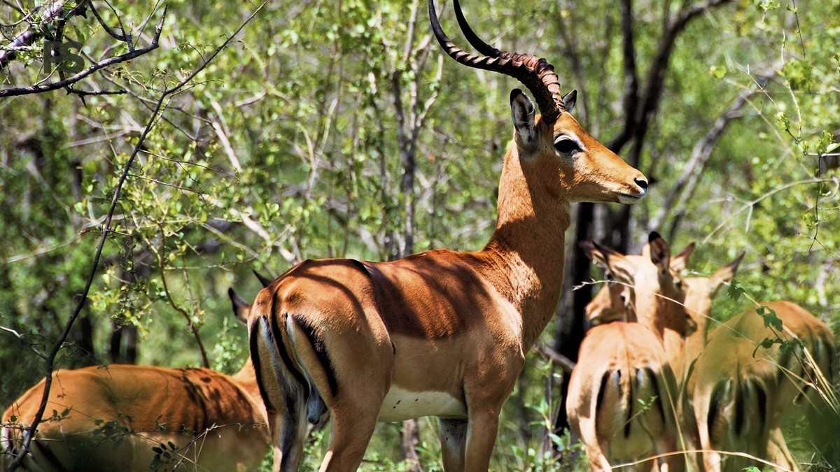 Frasi Swahili per il Safari: Guida per Italiani