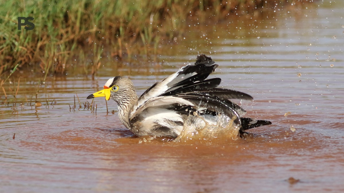 Taita Hills Endemic Birds for French Speakers