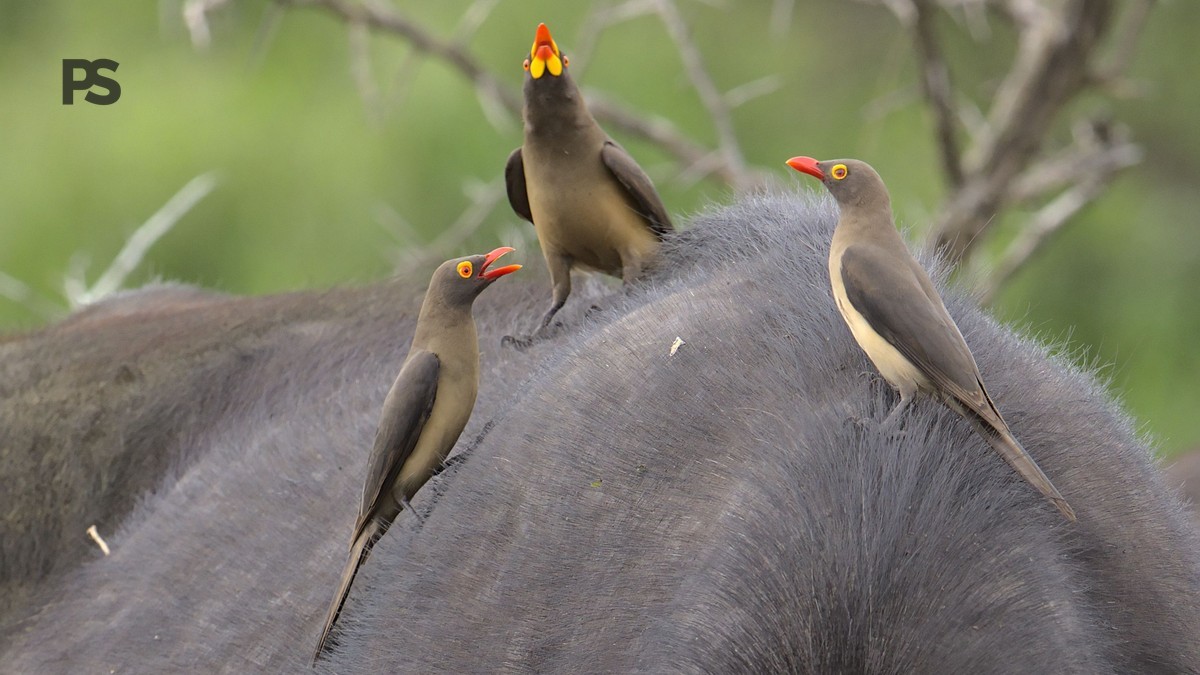 Taita Hills Endemic Birds Guide: Kenya's Rarest Species