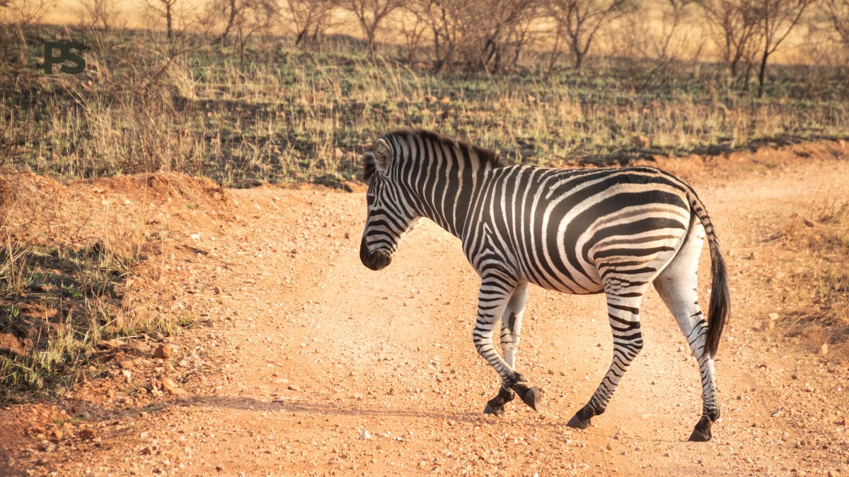 Taita Hills Wildlife Sanctuary Safari: Full Guide - photo 2