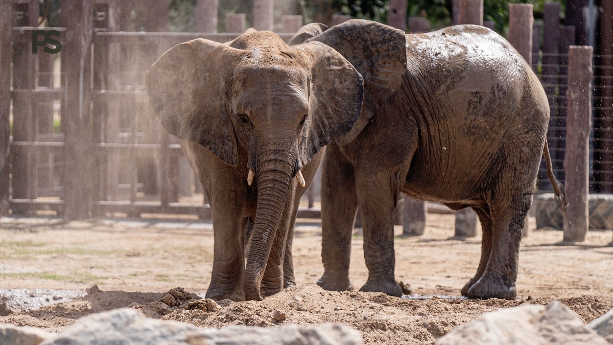 Tsavo East Safari in November: Green Views, Low Crowds -- Photo by Denys Gromov on Pexels