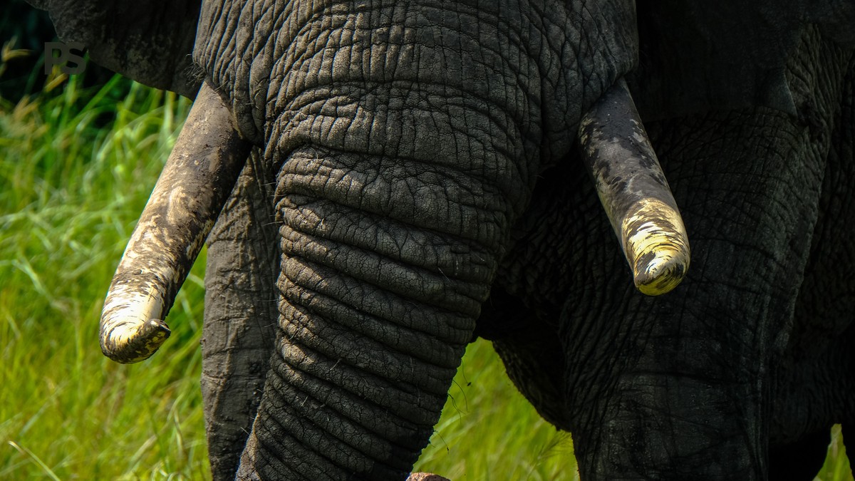 Tsavo East Safari in November: Green Views, Low Crowds - photo 2