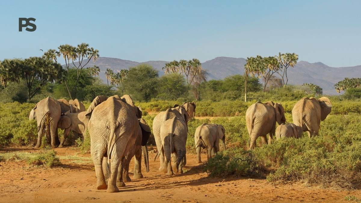 Tsavo East vs Tsavo West Safari Comparison Guide