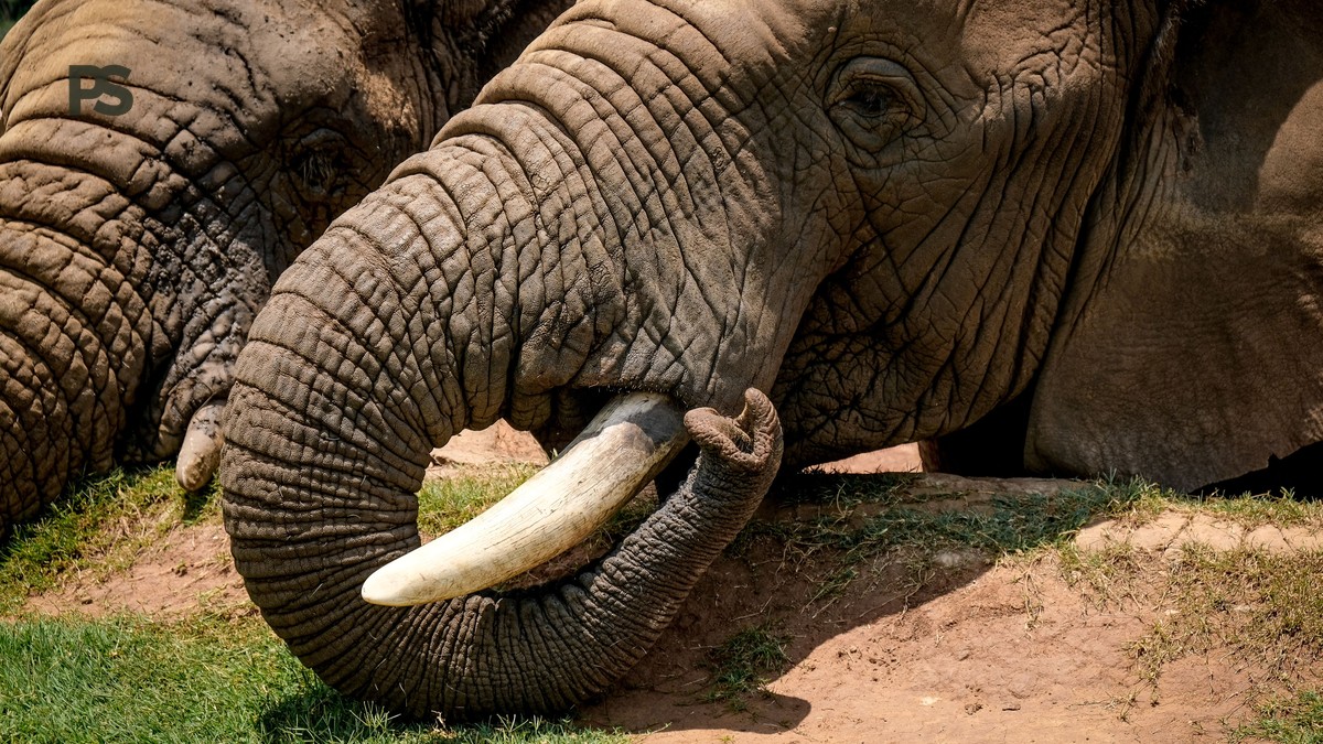 Tsavo East vs Tsavo West Safari Comparison Guide - photo 2