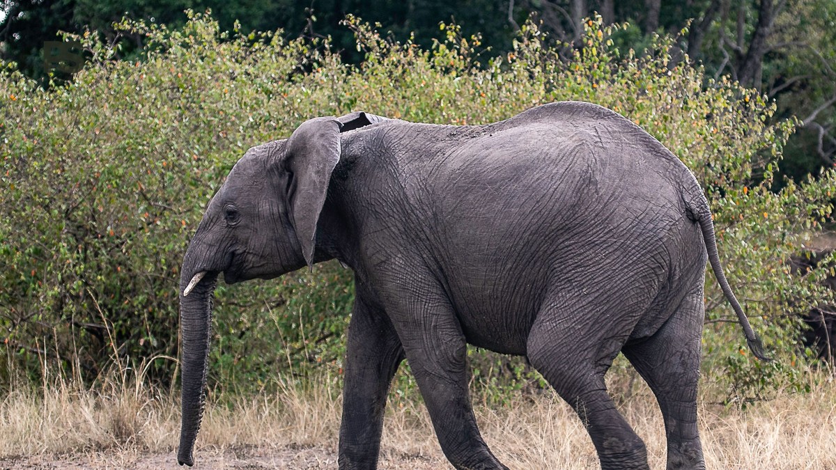 Walking Safari Safety Tips Kenya: What Guides Do - photo 1
