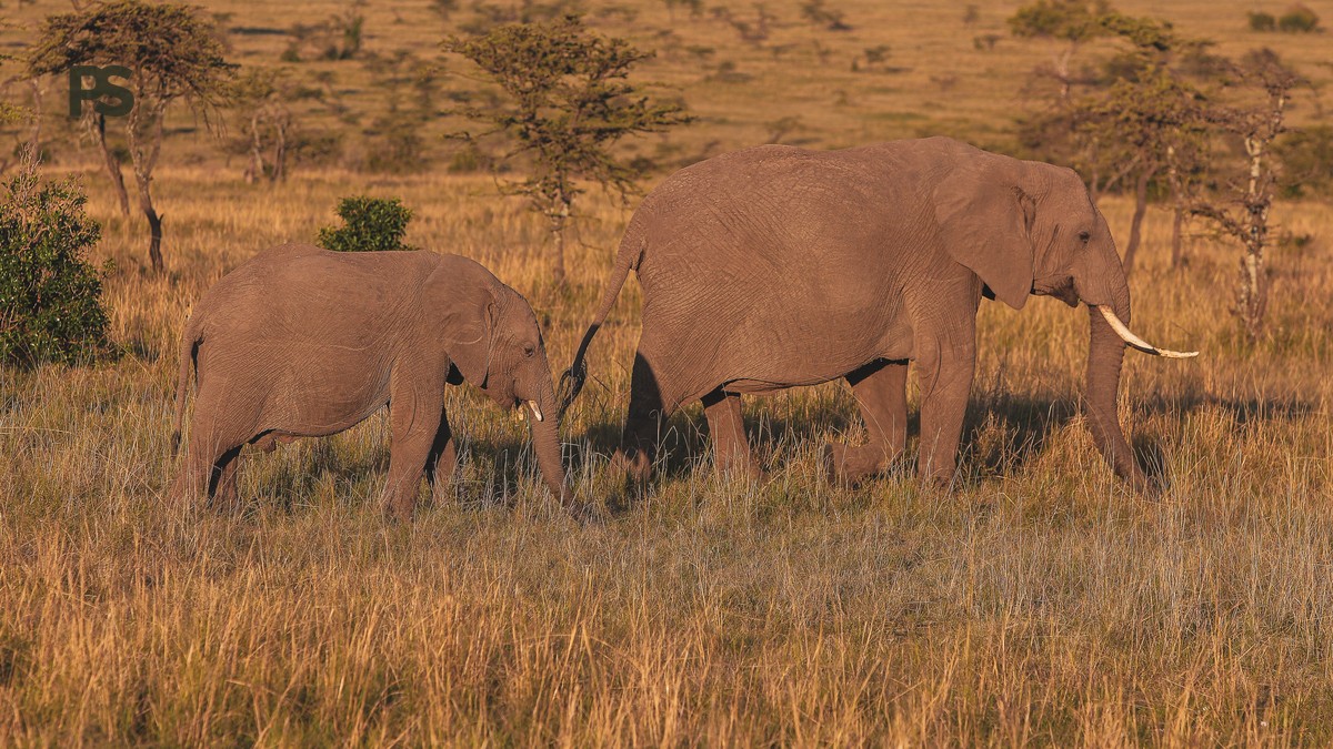 Walking Safari Safety Tips Kenya: What Guides Do - photo 2