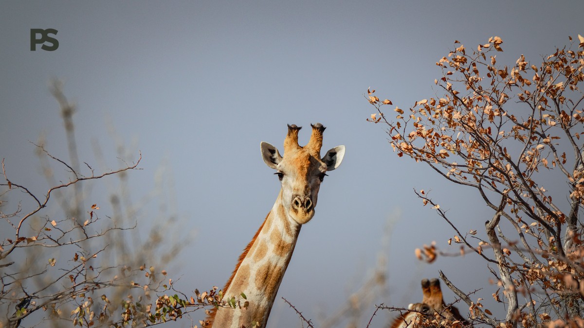 Weekend Safari Trip From Nairobi: Best 2-Day Escapes - photo 1