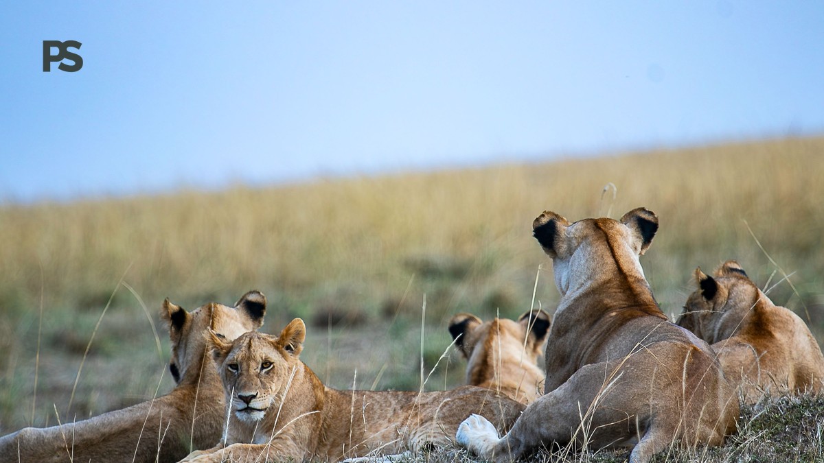 Weekend Safari Trip From Nairobi: Best 2-Day Escapes - photo 2