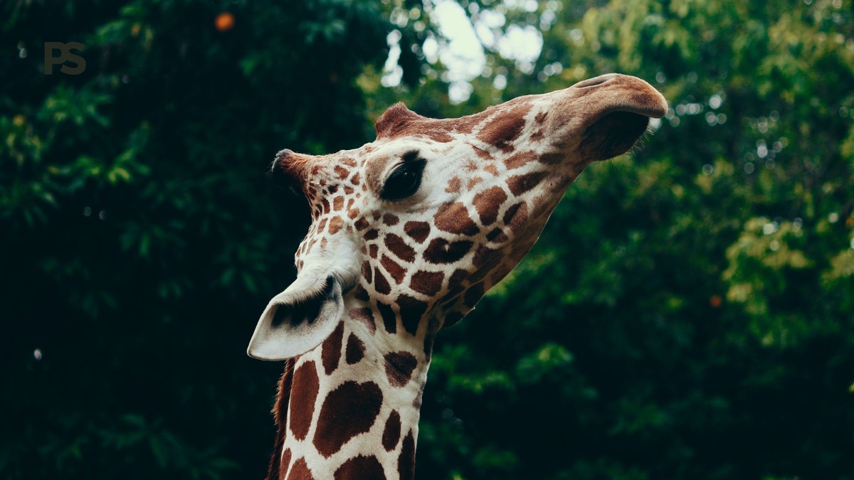 What Does Safari Vehicle Insurance Cover in Kenya?