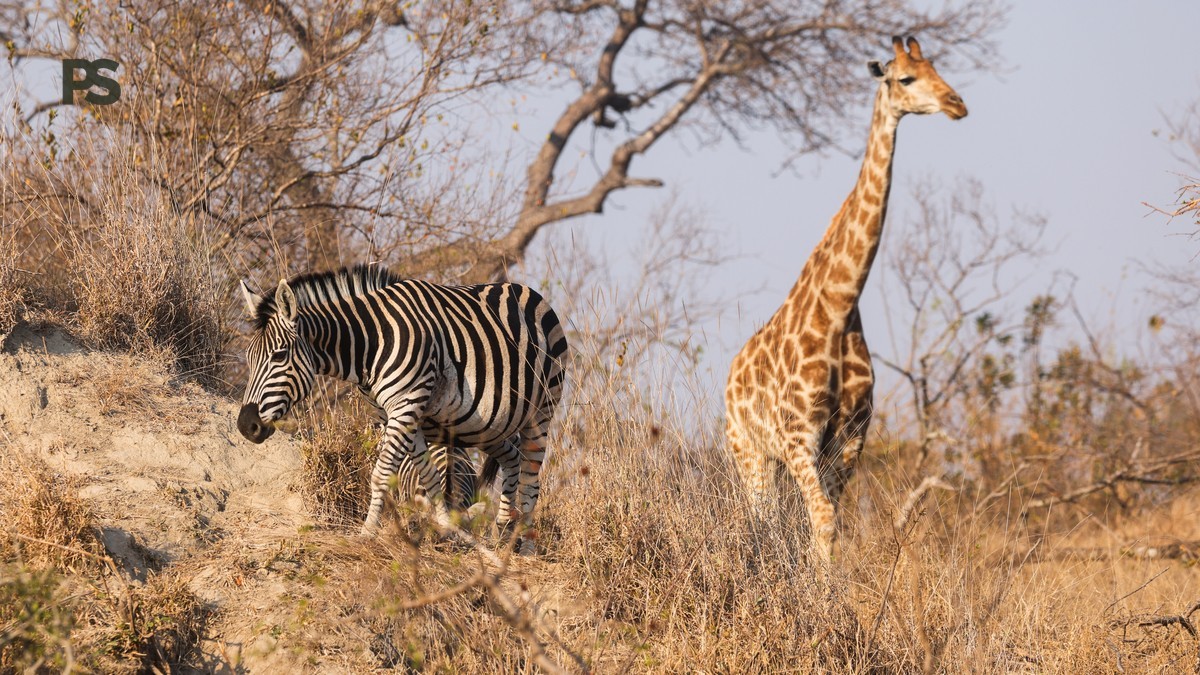What Happens If Wildlife Blocks Road on a Kenya Safari?
