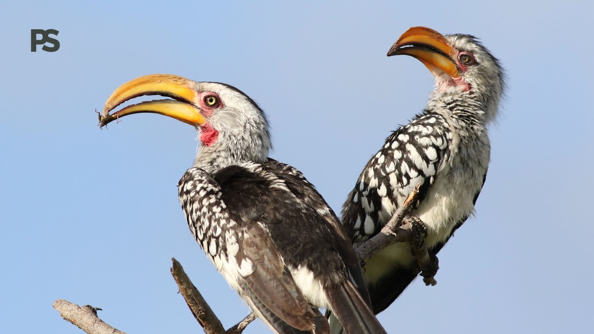 Where Can Birders Avoid Safari Noise: 5 Quiet Bases -- Photo by Derek Keats on Pexels