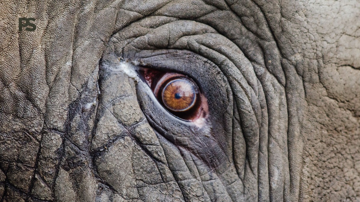 Where Can Birders Avoid Safari Noise: 5 Quiet Bases - photo 1
