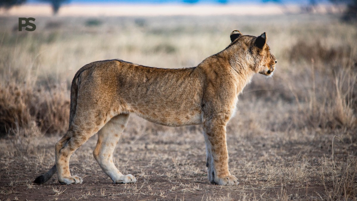 Why Is a Kenya Safari So Expensive? Real Cost Breakdown - photo 1