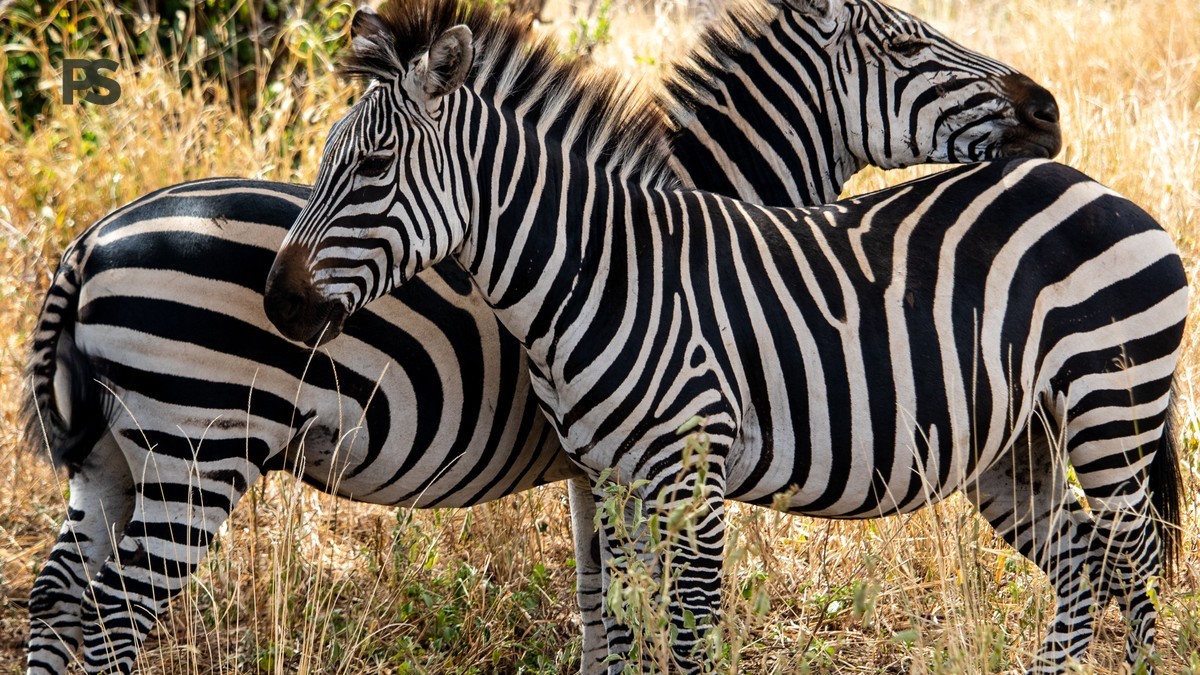 Yellow Fever Certificate Requirement for a Kenya Safari