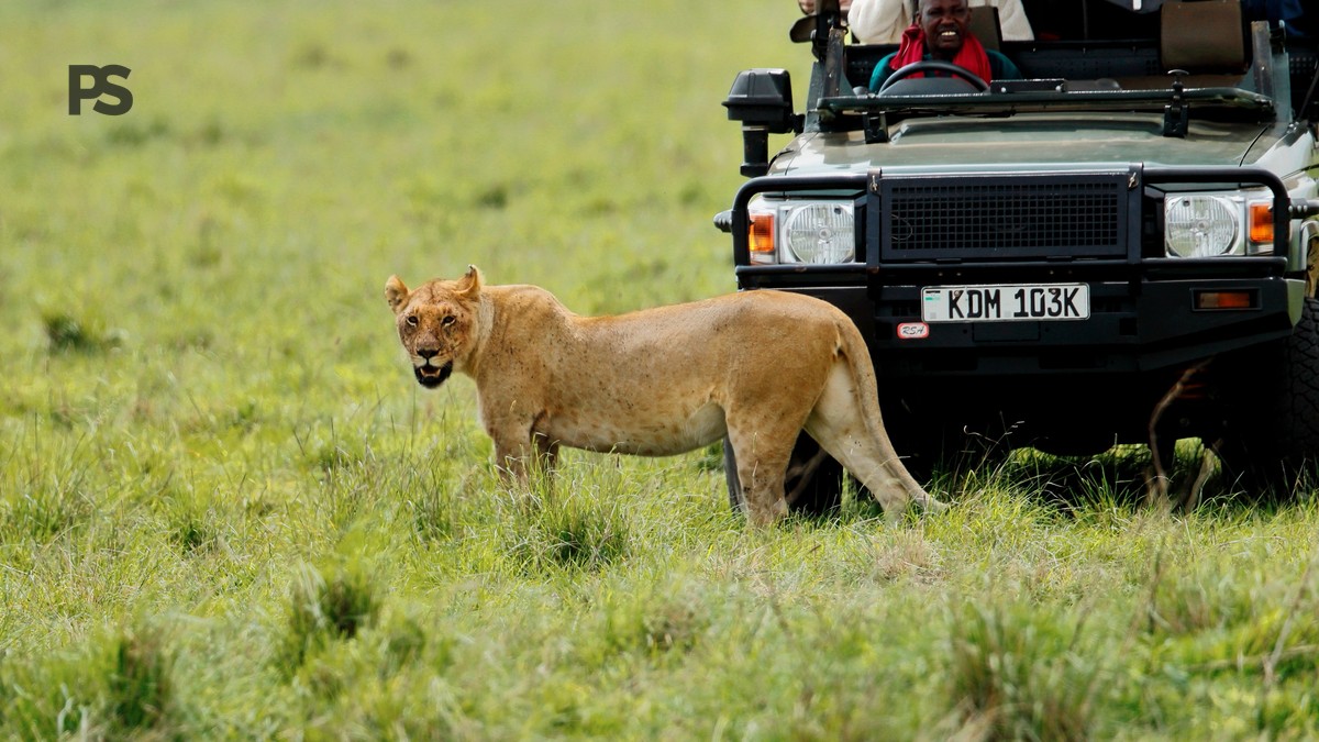 Yellow Fever Certificate Requirement for a Kenya Safari - photo 2