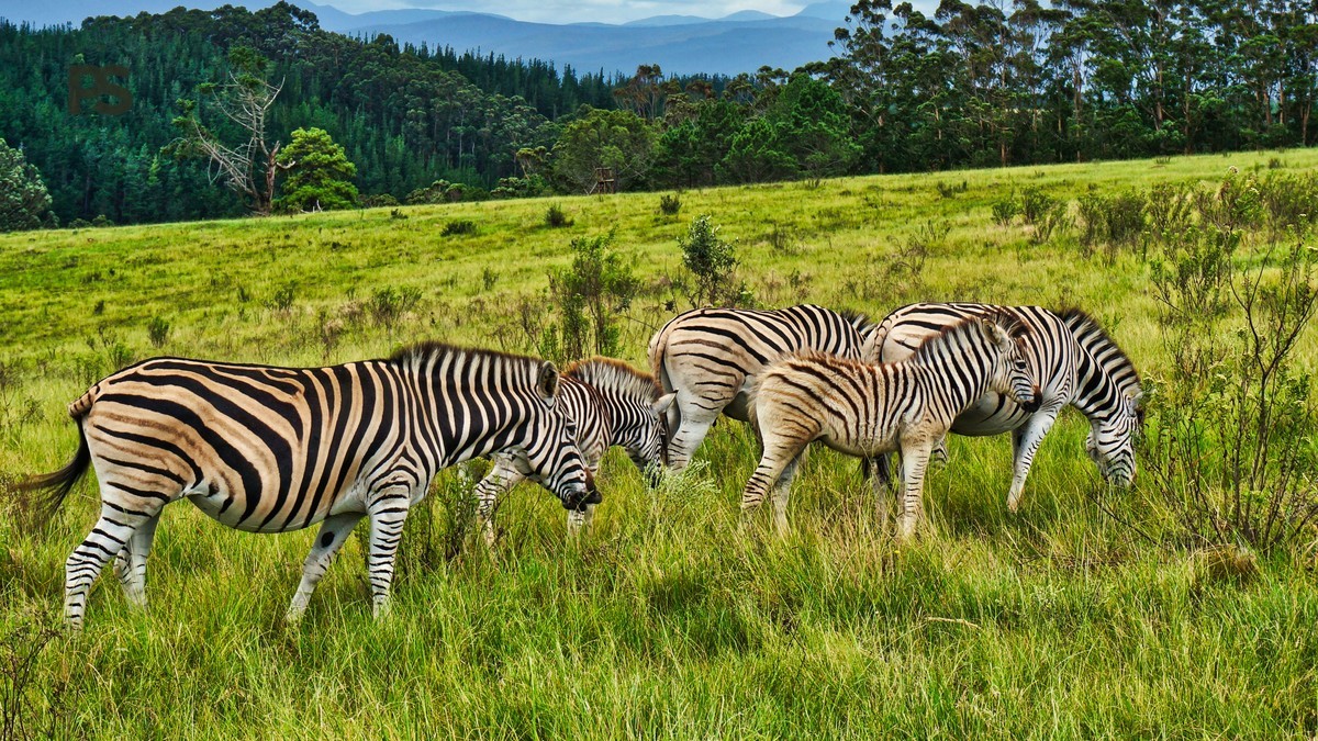 Can You Walk at Lake Elementaita: Safe Routes -- Photo by Ben Todela on Pexels