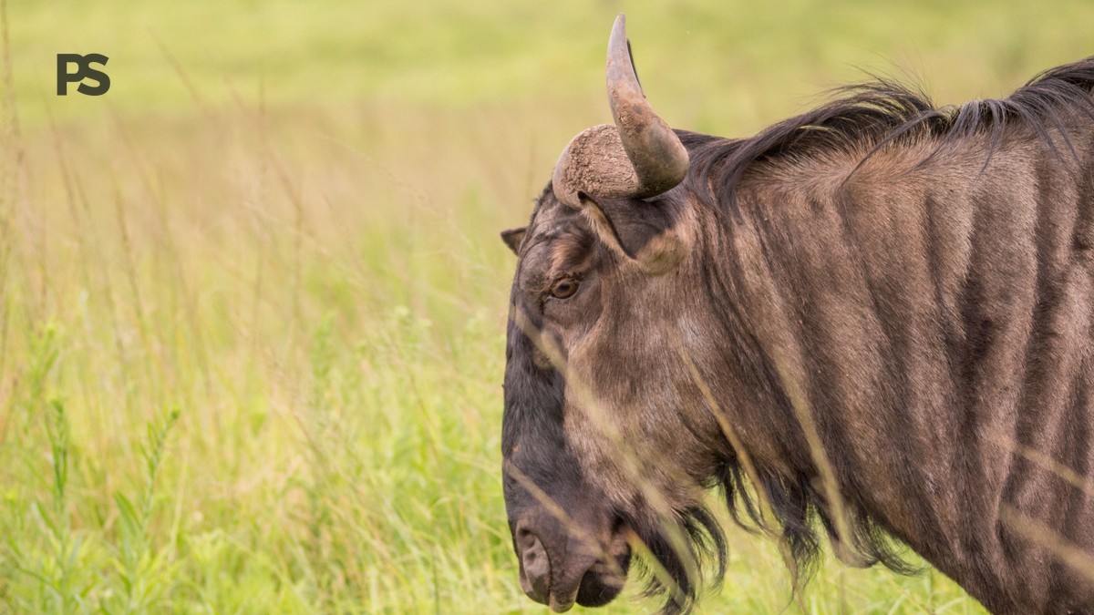 first safari what expect french speakers: 7-Day Plan -- Photo by Charmain Jansen van Rensburg on Pexels