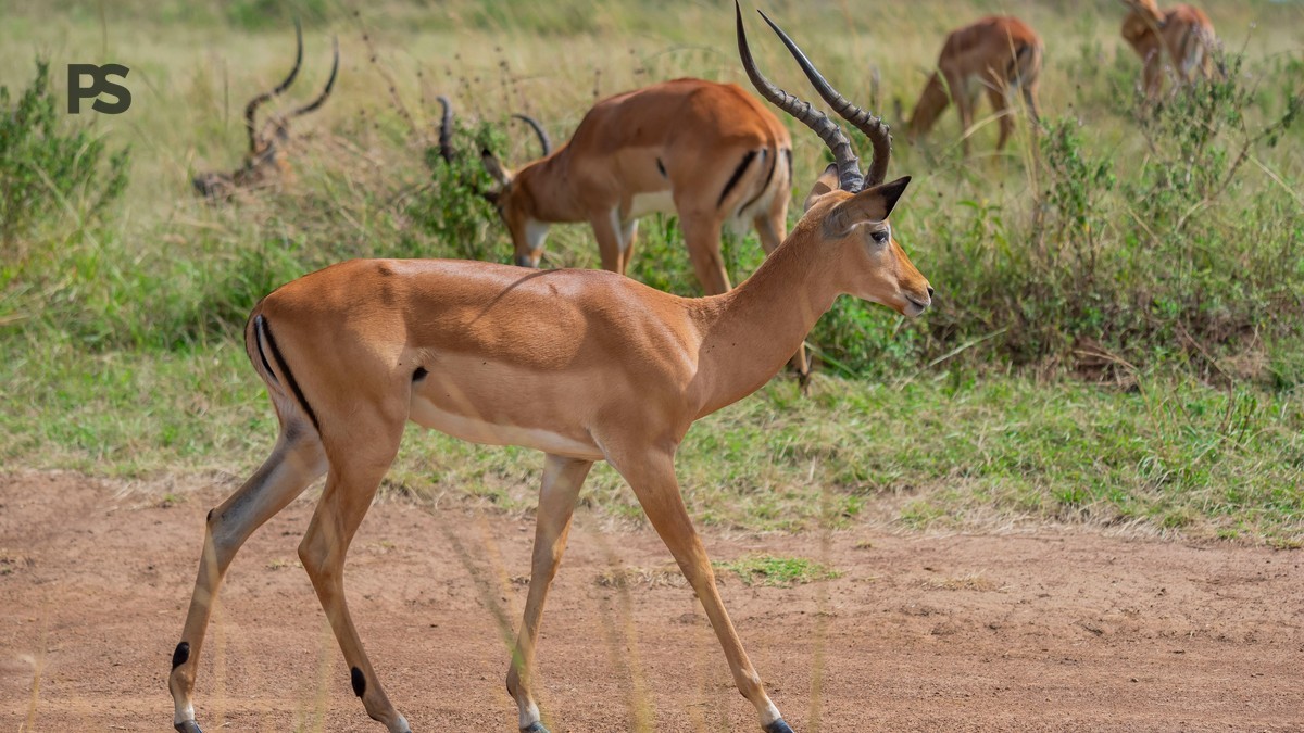 first safari what expect spanish speakers: 7 Essentials -- Photo by Kyama Kilonzo on Pexels