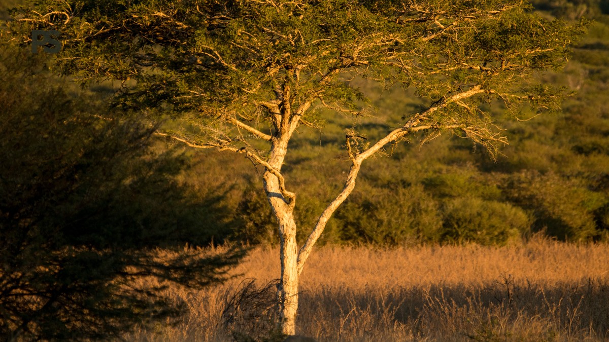 first safari what expect spanish speakers: 7 Essentials - photo 1