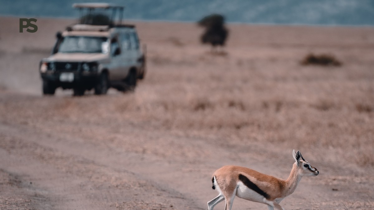 Kenya Safari Birding Photography Tips: Better Bird Shots - photo 1