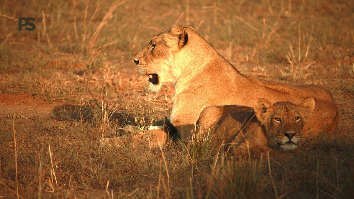 Mandarin-Speaking Kenya Safari Guide: 7 Days, Real Costs - photo 1
