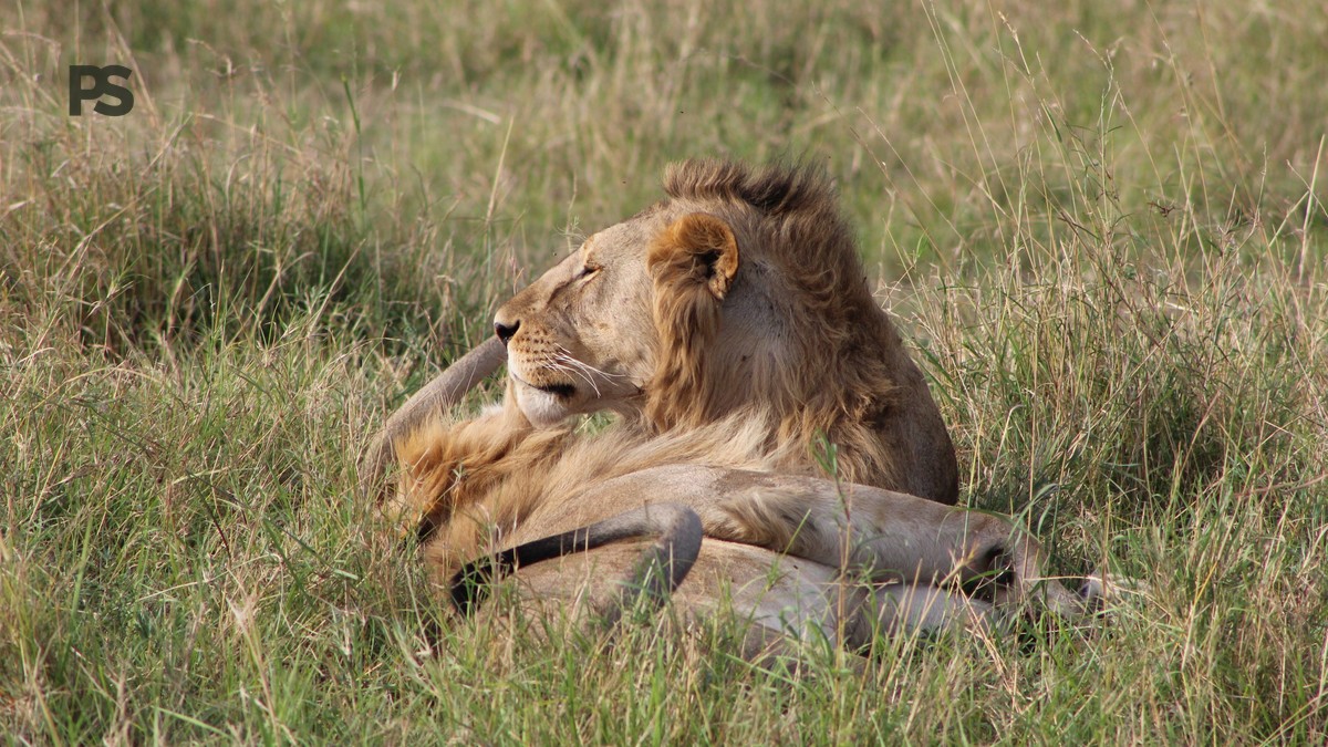 Mandarin-Speaking Kenya Safari Guide: 7 Days, Real Costs - photo 2