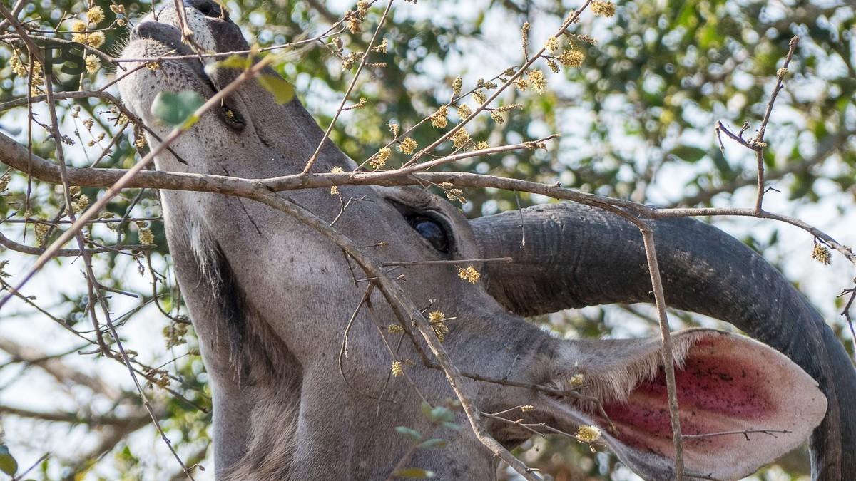German-Speaking Guides for Your Kenya Safari Trip -- Photo by Jos van Ouwerkerk on Pexels