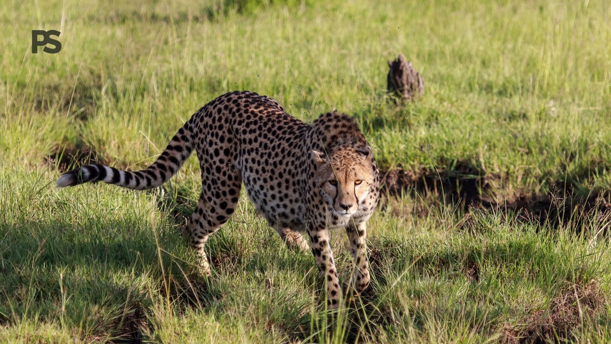 kenya safari guide cantonese speakers: 3 Booking Checks -- Photo by Mr Sketch on Pexels