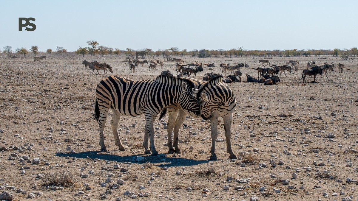 Kenya Safari Guide for Cantonese Speakers: What to Ask First -- Photo by Quentin Krattiger on Pexels