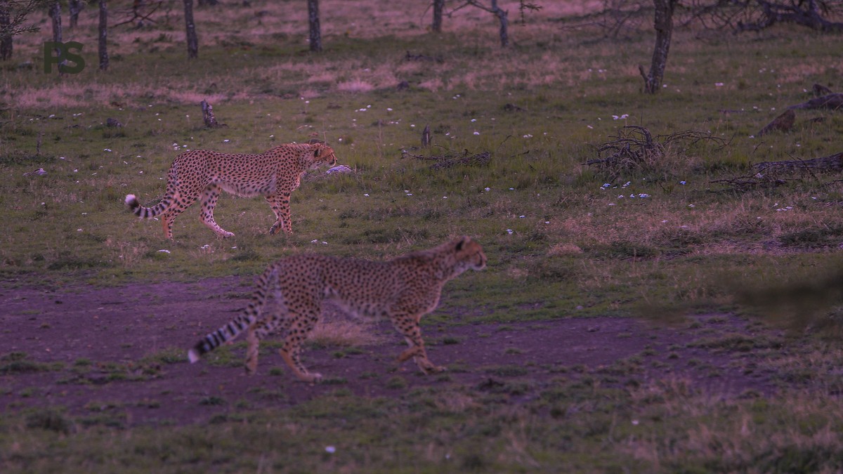 kenya safari guide cantonese speakers: 3 Booking Checks - photo 2