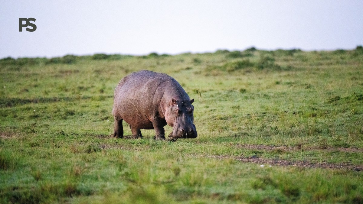 Kenya Safari Guide for Cantonese Speakers: What to Ask First - photo 2