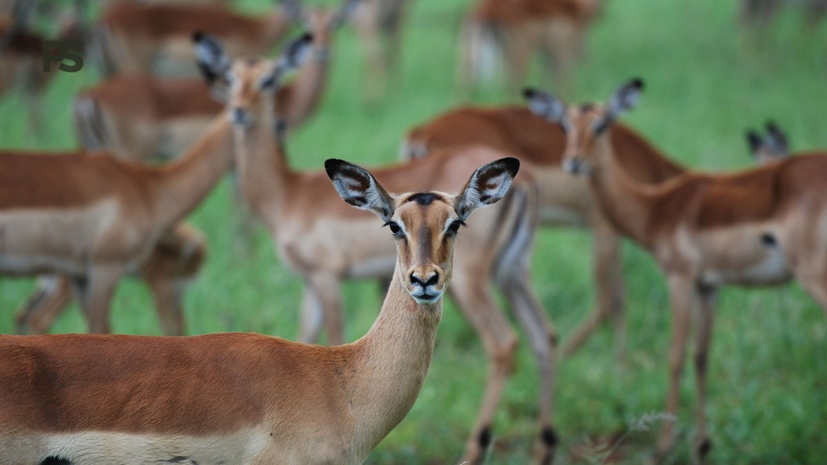 kenya safari guide for chinese speakers: 7-Day Cost -- Photo by Frans van Heerden on Pexels