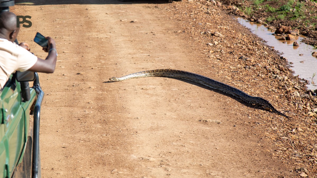 Kenya Safari Guide for Hindi Speakers: 7-Day Route and Meals - photo 2