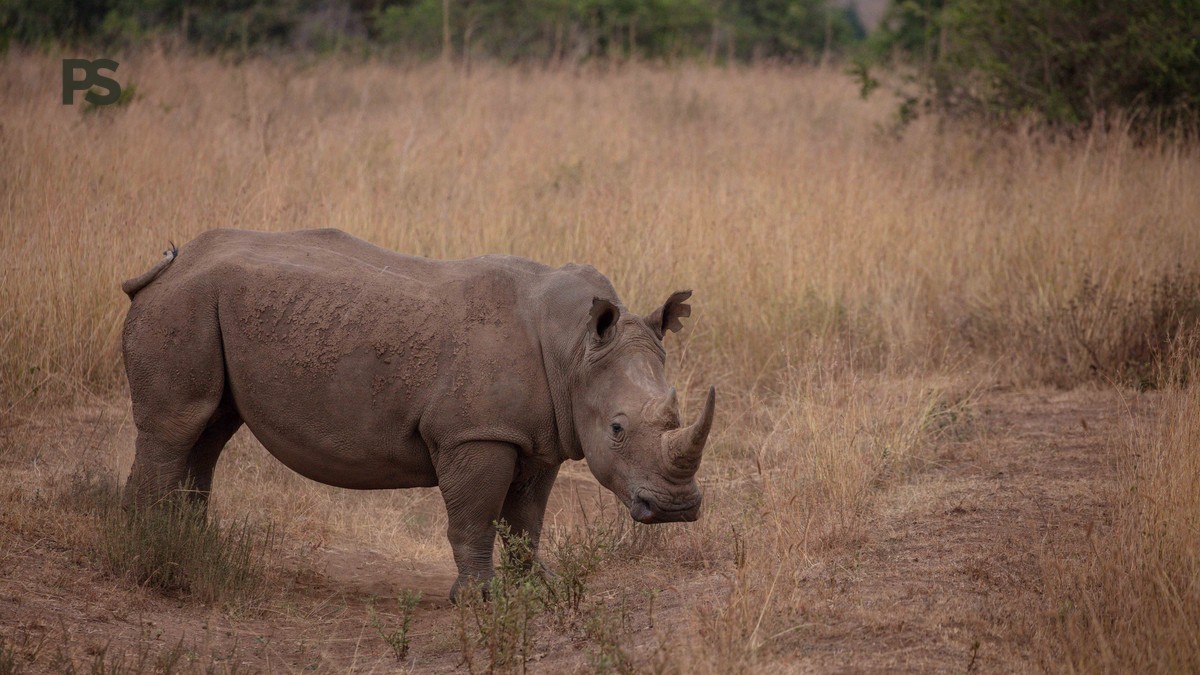 Kenya Safari Guide Russian Speakers Need: Full Trip Planner - photo 2