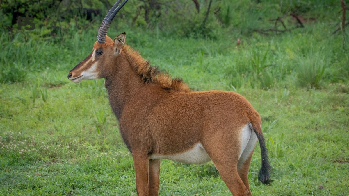 Kenya Safari in Yoruba: 7-Night Costs and Route Guide -- Photo by Magda Ehlers on Pexels