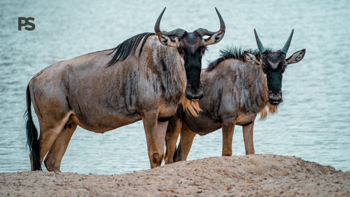 kenya safari packing guide cantonese speakers: 12 Musts -- Photo by Alex Levis on Pexels
