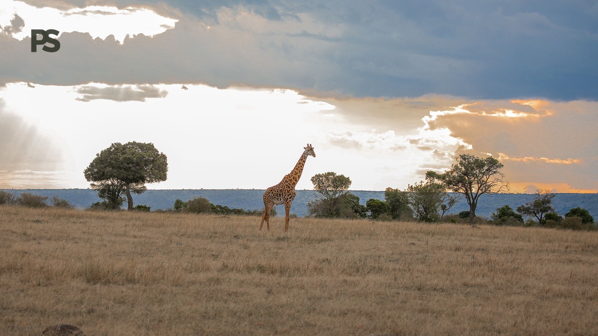 kenya safari packing guide cantonese speakers: 12 Musts - photo 1