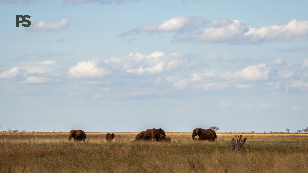 Bengali-Speaking Travelers' 7-Night Kenya Safari Planner - photo 2