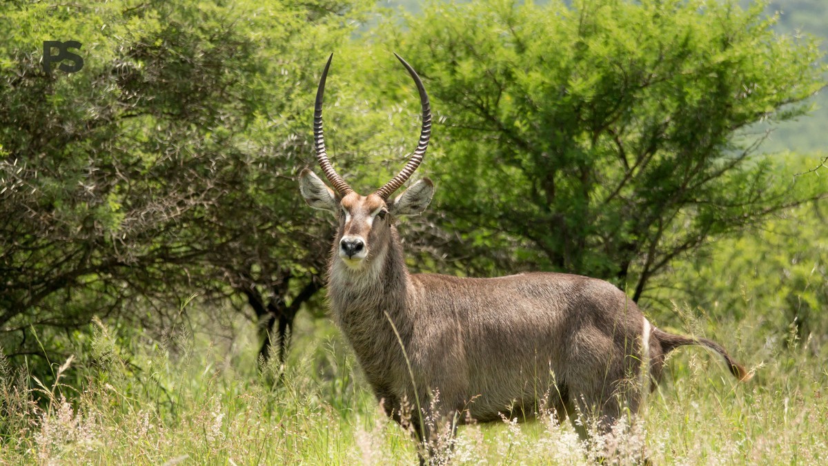 Kenya Safari Planning Guide French Speakers: 7 Steps -- Photo by Charmain Jansen van Rensburg on Pexels