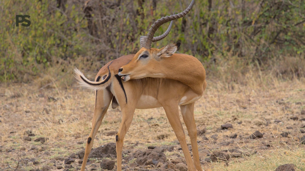 Kenya Safari Planning Guide French Speakers: 7 Steps - photo 2