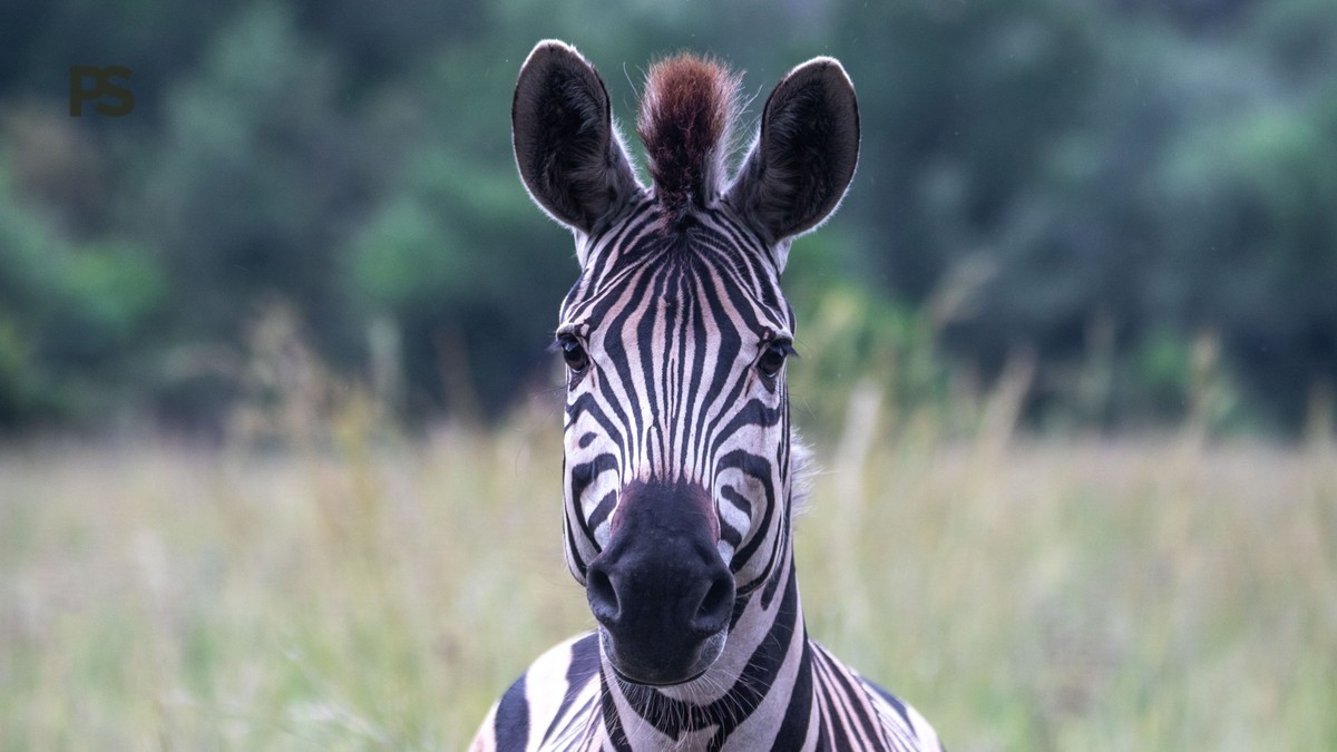 kenya safari planning guide hebrew speakers: 7 steps -- Photo by Magda Ehlers on Pexels