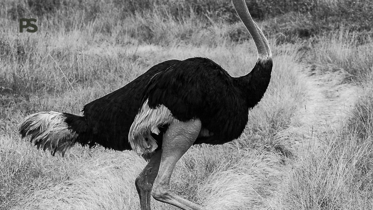 kenya safari planning guide mandarin speakers: 7 Steps -- Photo by Mr Sketch on Pexels