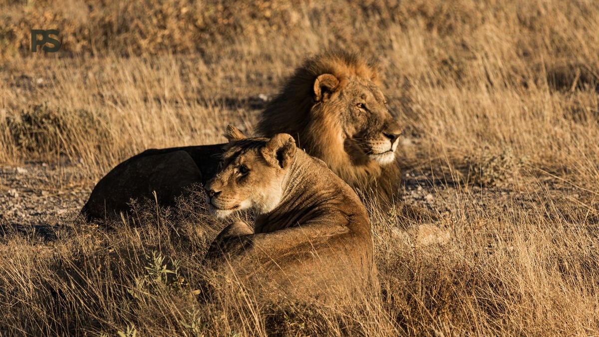 kenya safari planning guide mandarin speakers: 7 Steps - photo 1