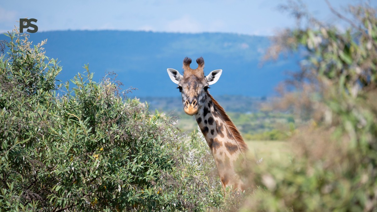 Kenya Safari Planning Guide Spanish Speakers: 7 Steps -- Photo by Marri Shyam on Pexels