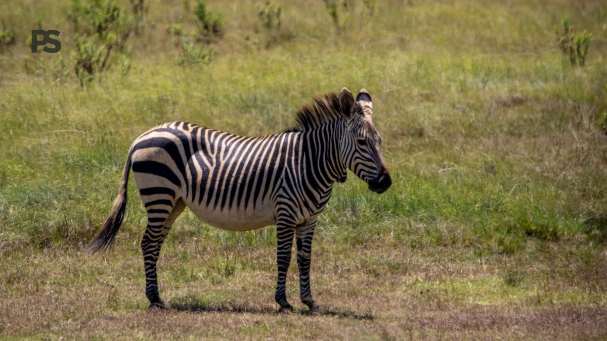 Kenya Safari Shared Vehicle Rules: What To Expect -- Photo by Magda Ehlers on Pexels