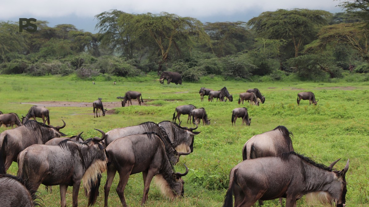 Kenya Safari Shared Vehicle Rules: What To Expect - photo 2