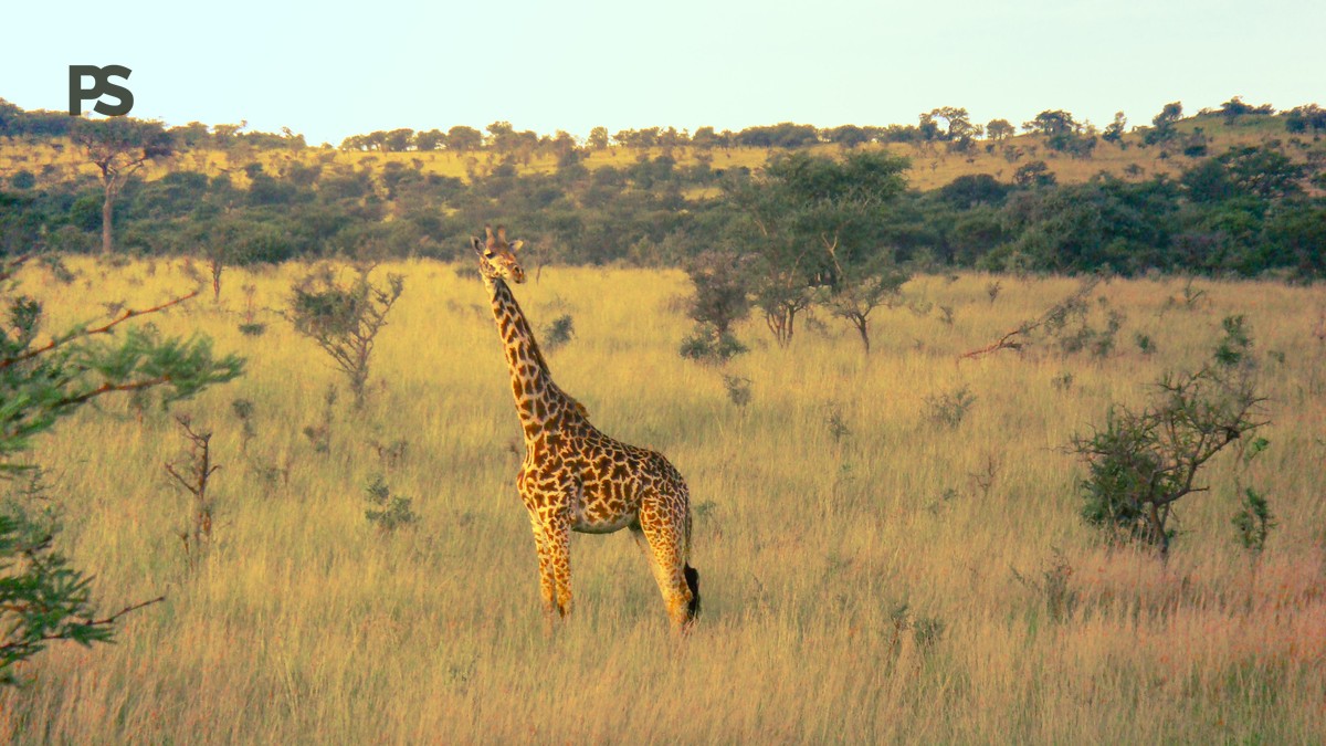 Kenya Safari Guide for Spanish Speakers: Routes and eTA - photo 1
