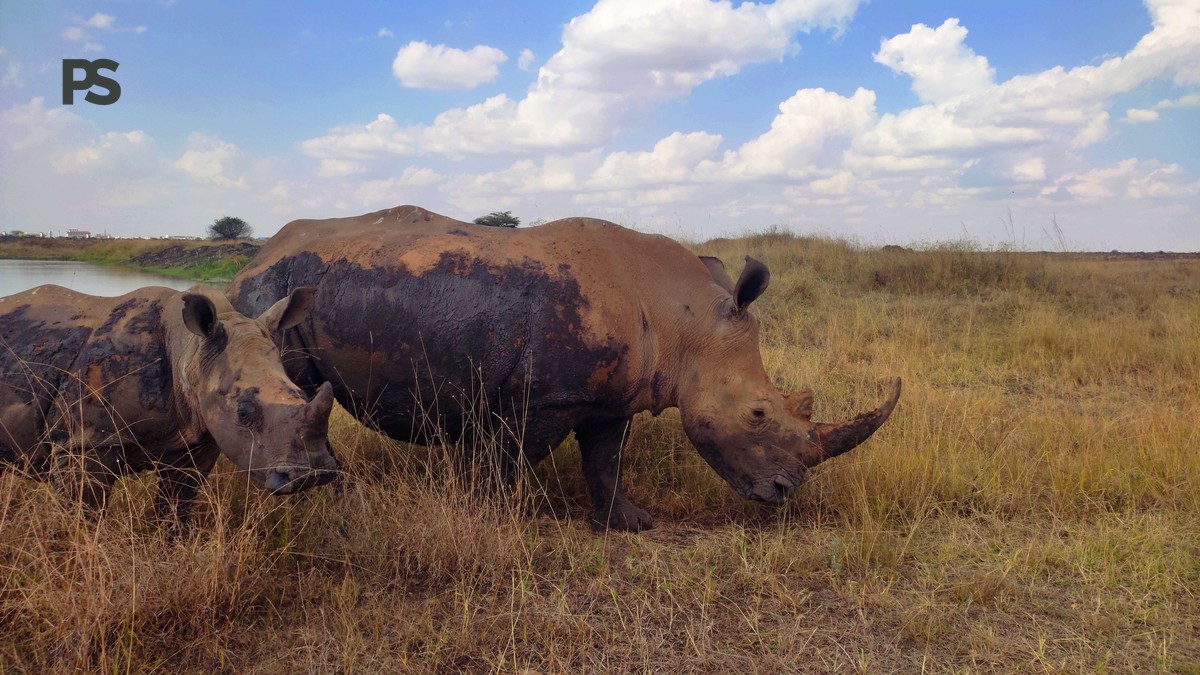 Kenya Safari Guide for Spanish Speakers: Routes and eTA - photo 2