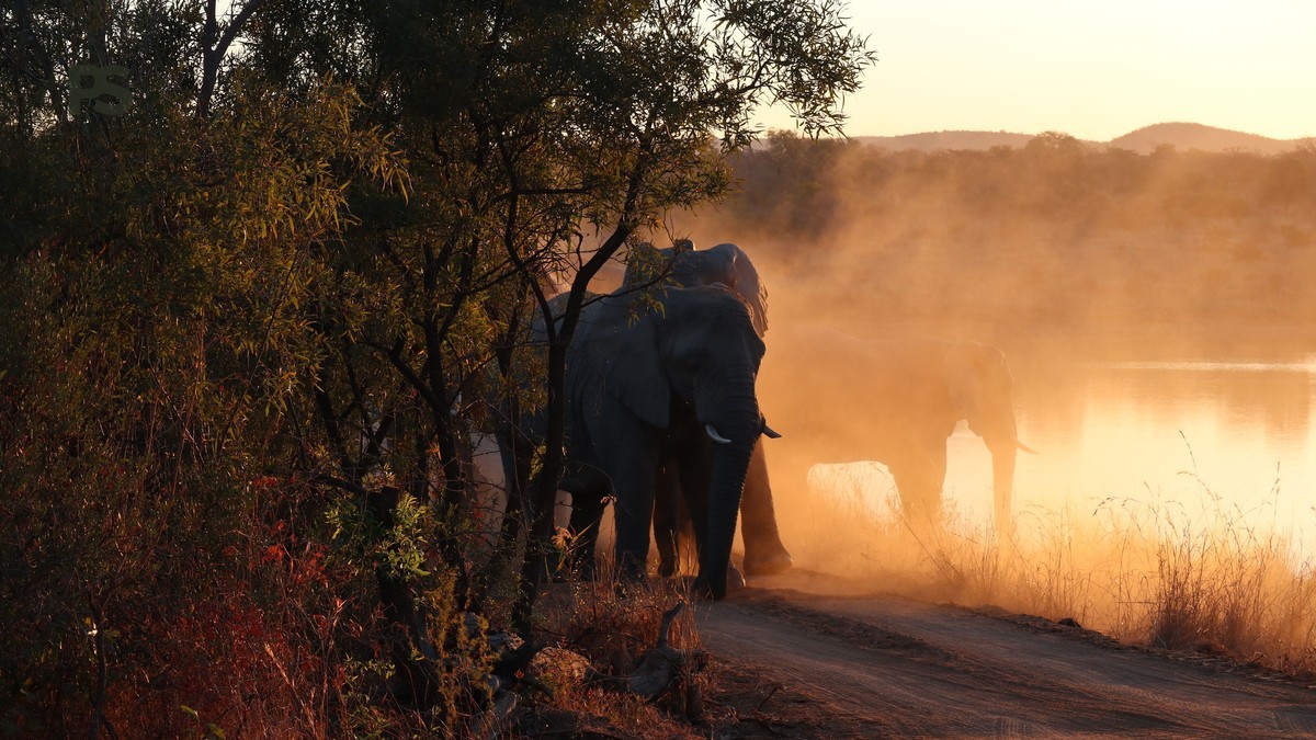 Laikipia Safari Walking and Riding: 5-Day Plan -- Photo by Jos van Calsteren on Pexels