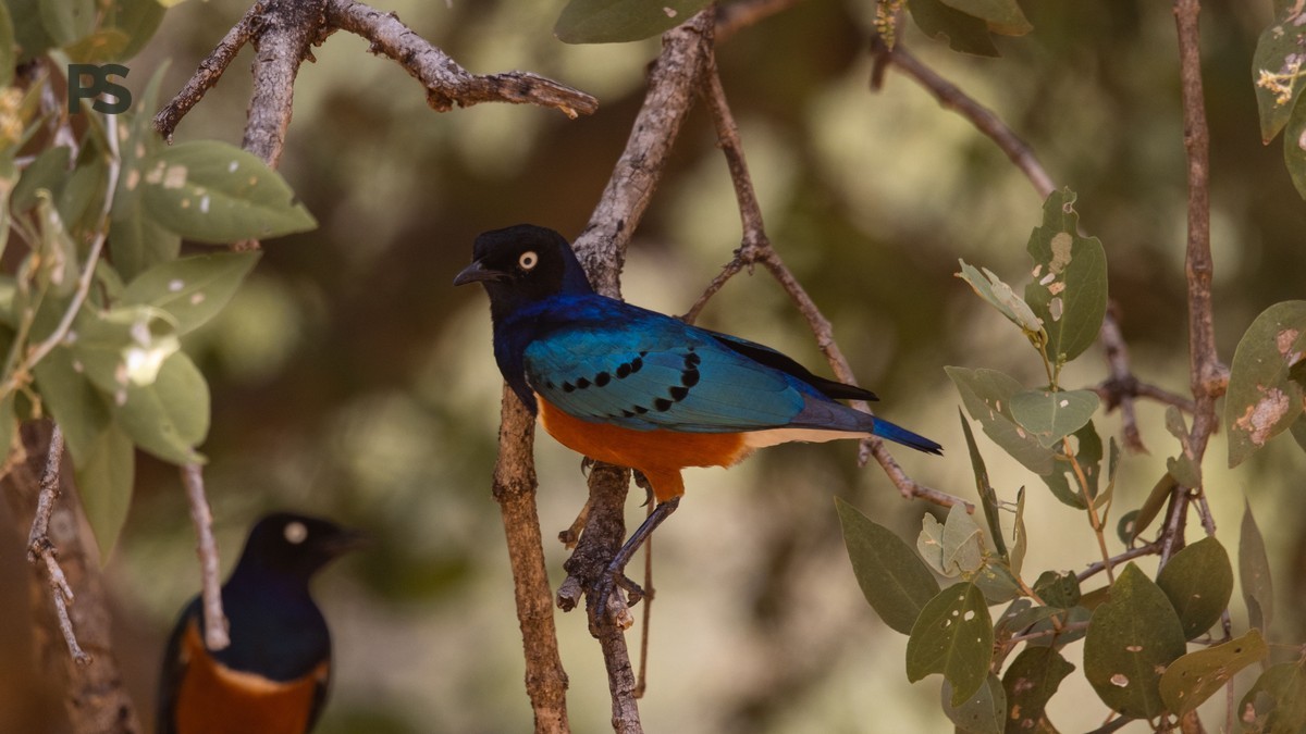 Lake Baringo Birding Boat Trip: 2-Hour Wildlife Cruise -- Photo by Vishva Patel on Pexels